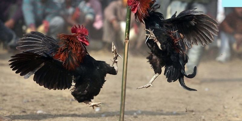 Đá Gà Cựa Dao | Thông Tin Quy Định Và Kèo Phổ Biến 1 Một số thông tin về đá gà cựa dao
