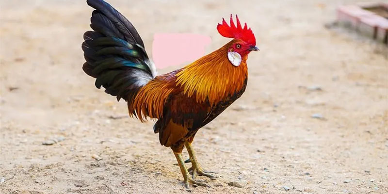 Đá Gà Cựa Dao | Thông Tin Quy Định Và Kèo Phổ Biến 2 Quy định rõ ràng về việc xét thắng thua