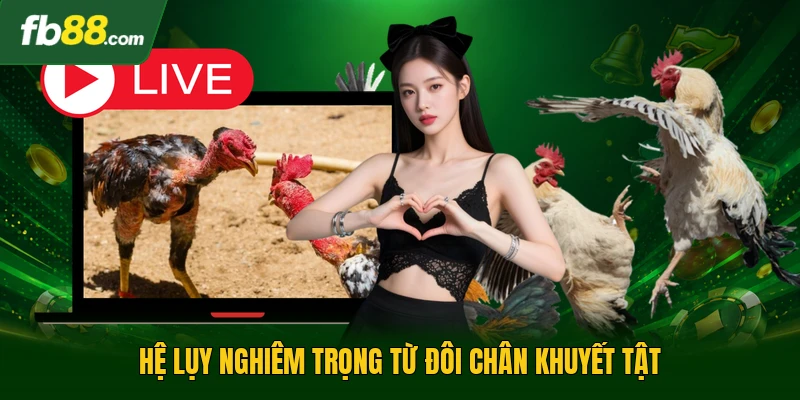 Vảy Gà Chọi Xấu - Những Đặc Điểm Nhận Diện Chiến Kê Kém Cỏi 3 Hệ lụy nghiêm trọng từ đôi chân khuyết tật