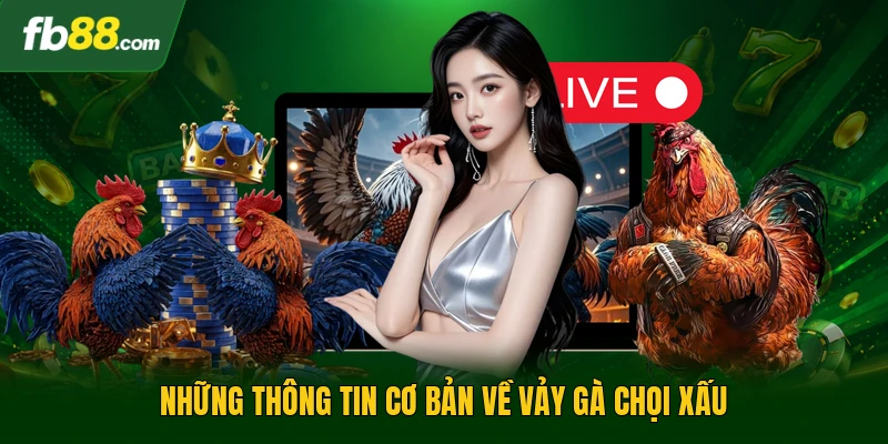 Vảy Gà Chọi Xấu - Những Đặc Điểm Nhận Diện Chiến Kê Kém Cỏi 1 Những thông tin cơ bản về vảy gà chọi xấu