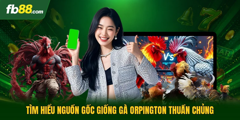 Gà Orpington - Khám Phá Các Đặc Điểm Sinh Học Nổi Bật Nhất 1 Tìm hiểu nguồn gốc giống gà Orpington thuần chủng