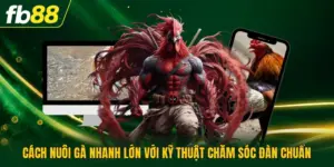 Cách Nuôi Gà Nhanh Lớn Với Kỹ Thuật Chăm Sóc Đàn Chuẩn