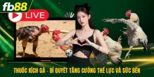 Thuốc Kích Gà - Bí Quyết Tăng Cường Thể Lực Và Sức Bền